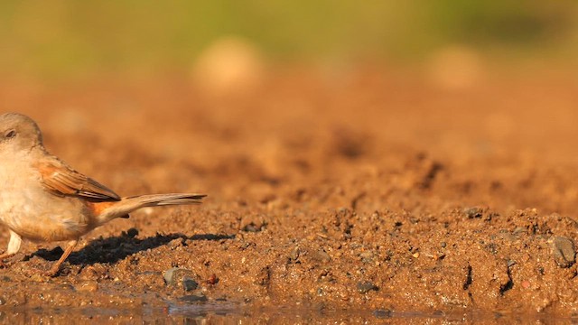 Moineau sud-africain - ML635108745