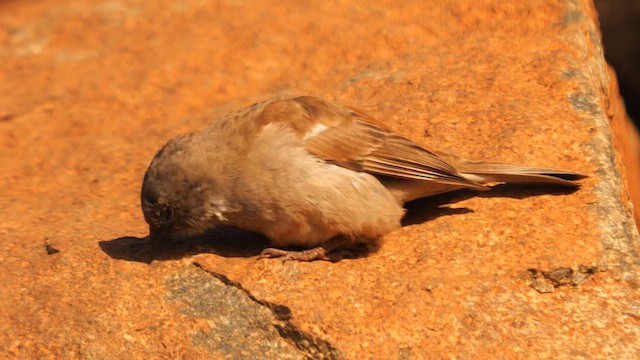 Moineau sud-africain - ML635108746
