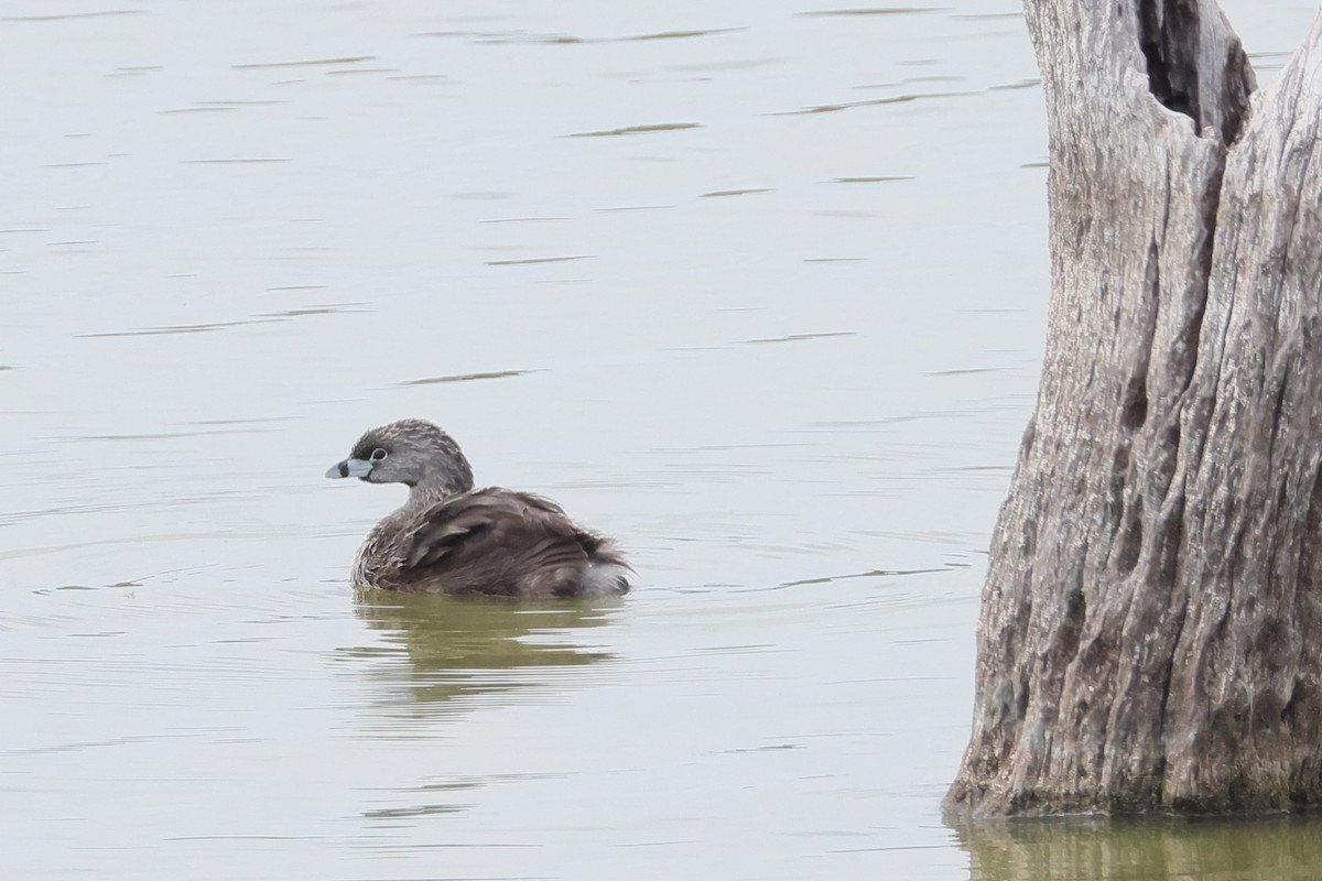 Pied-billed Grebe - ML635108760