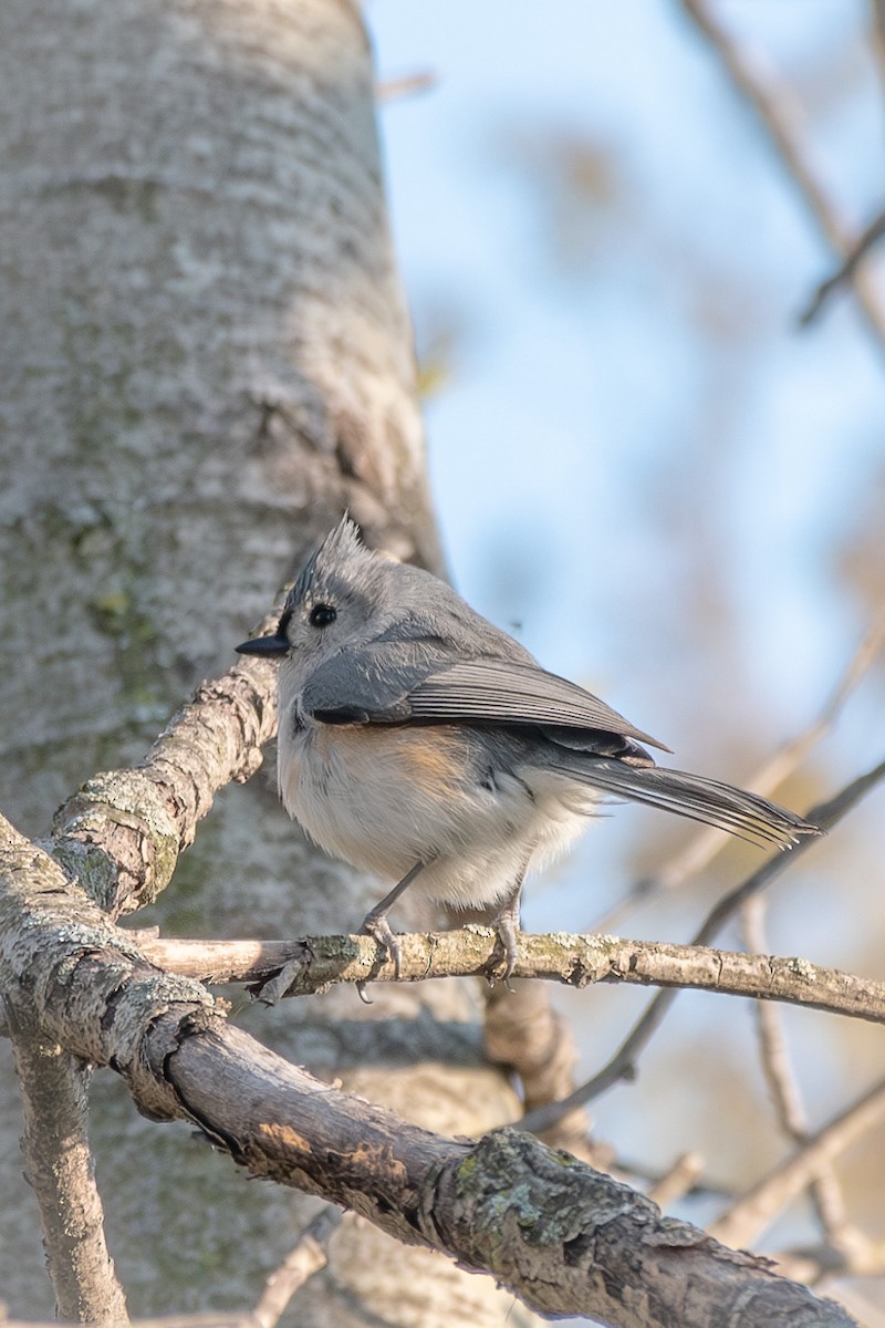 Tufted Titmouse - ML635108762