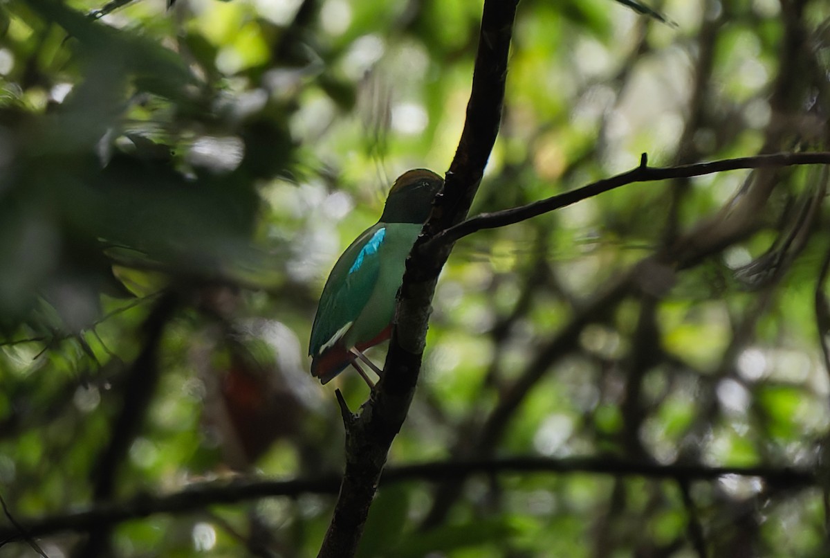 Western Hooded Pitta (Chestnut-crowned) - ML635108780