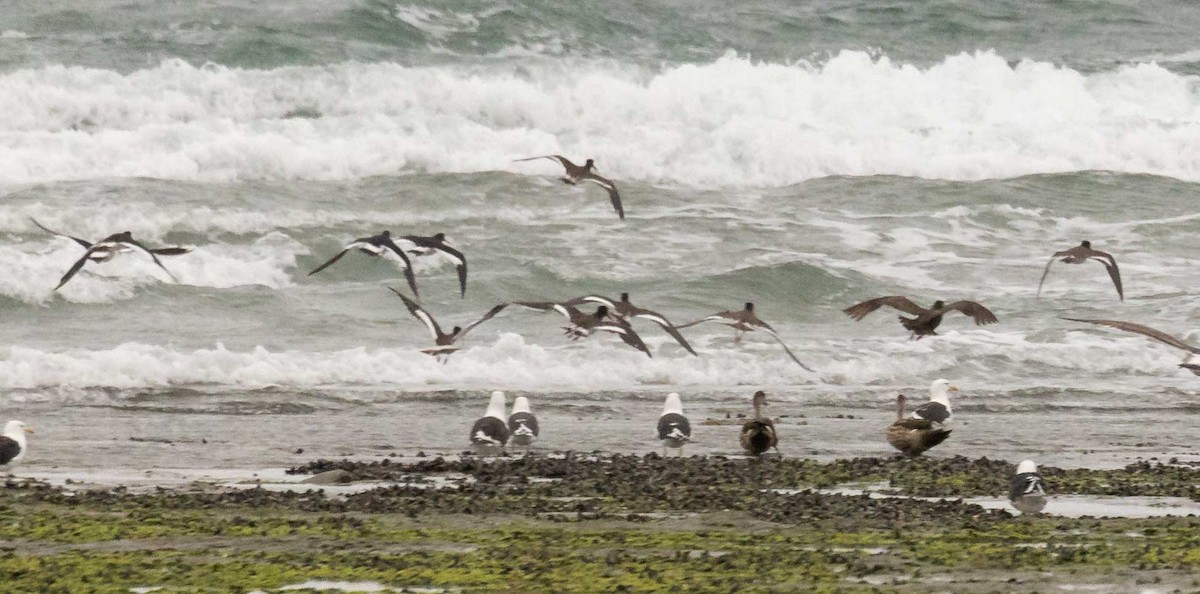 Magellanic Oystercatcher - ML635108789
