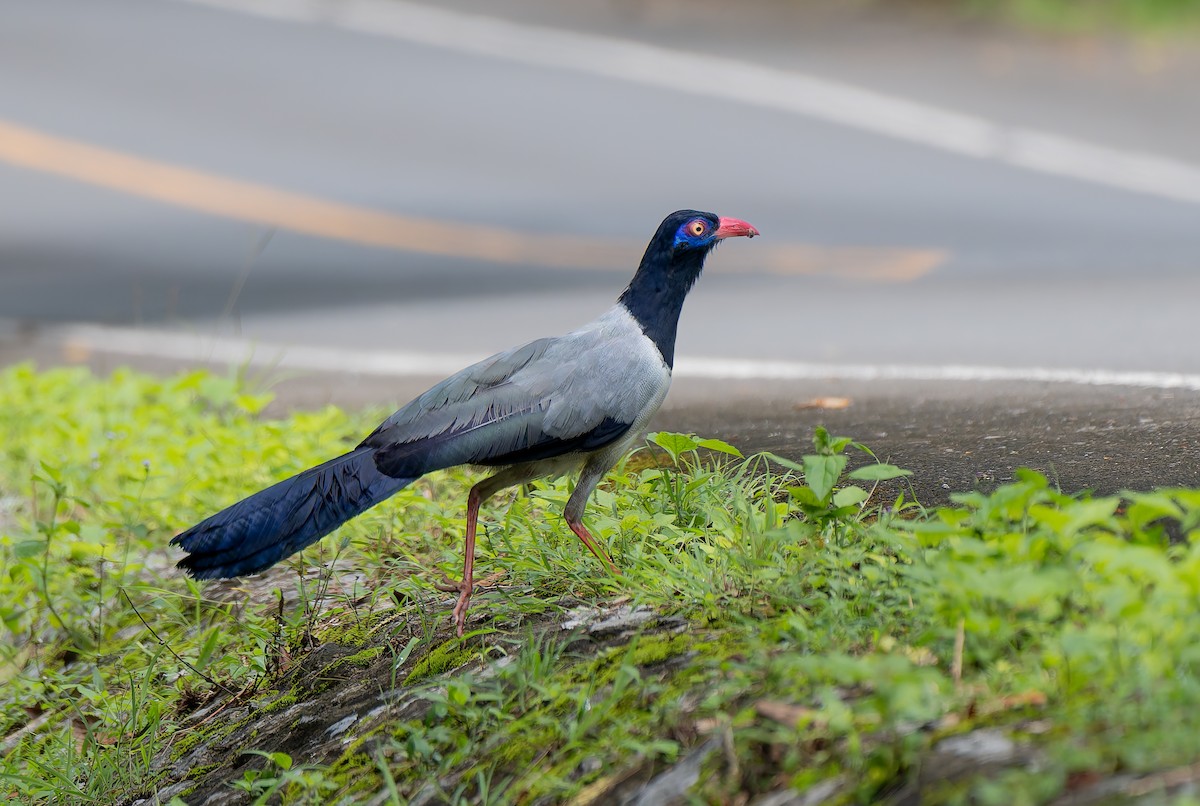 Coral-billed Ground-Cuckoo - ML635108790