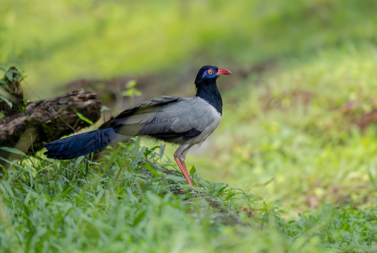 Coral-billed Ground-Cuckoo - ML635108792
