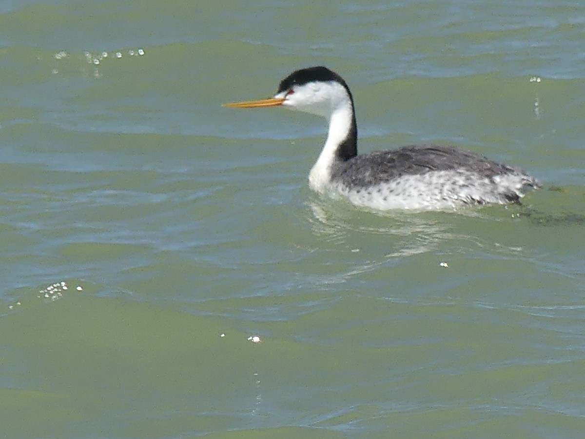 Clark's Grebe - ML635108795