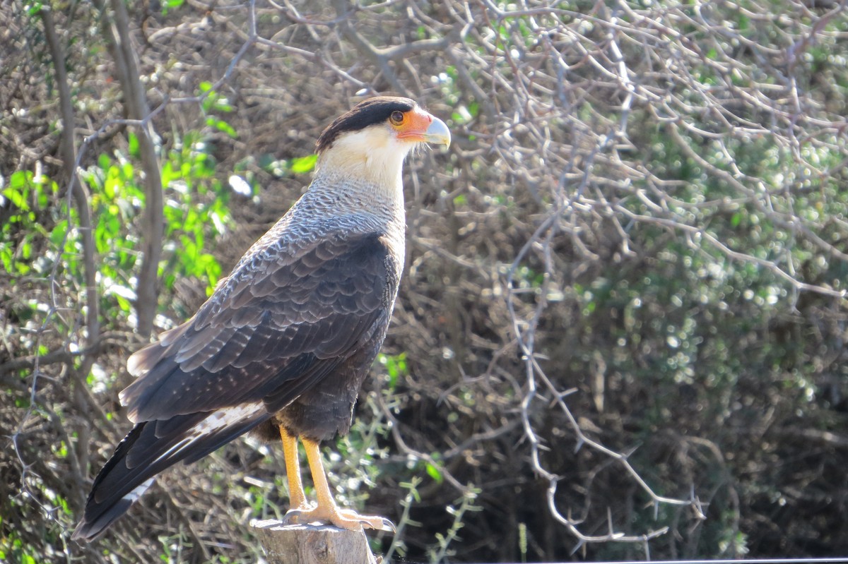 Crested Caracara - ML635108851