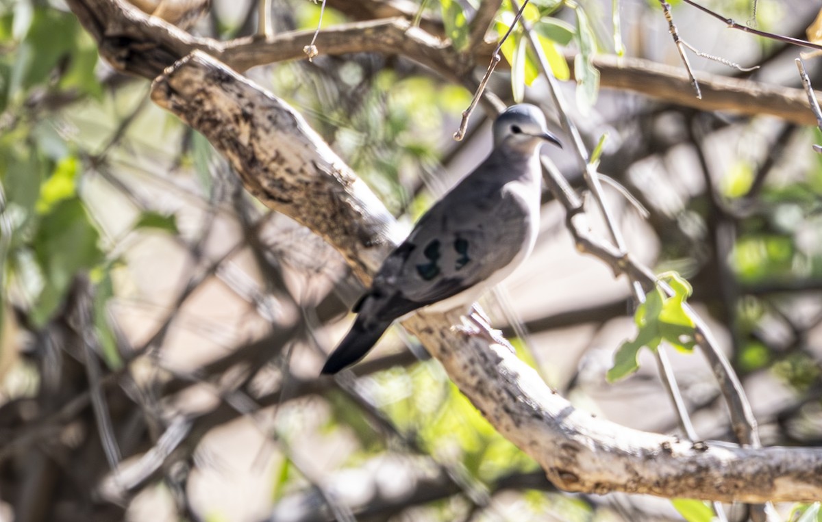 Emerald-spotted Wood-Dove - ML635108964