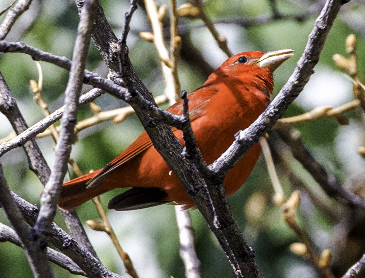 Summer Tanager - ML635109002
