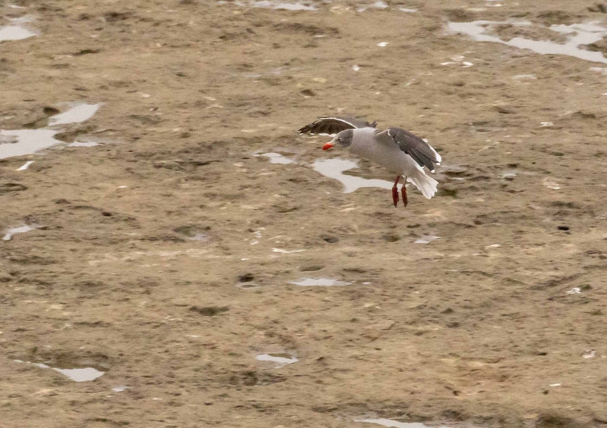 Dolphin Gull - ML635109013