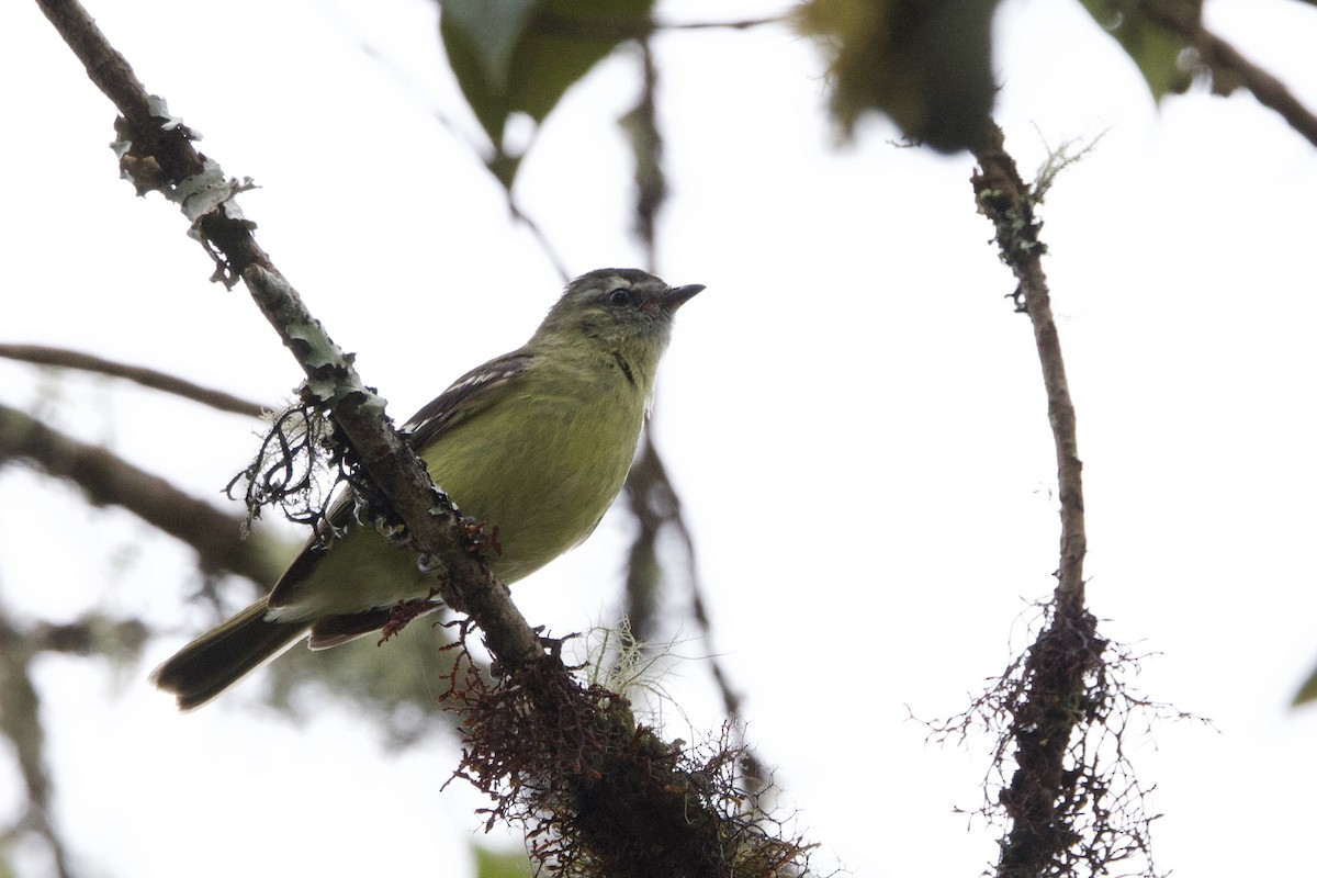 Black-capped Tyrannulet - ML635109032