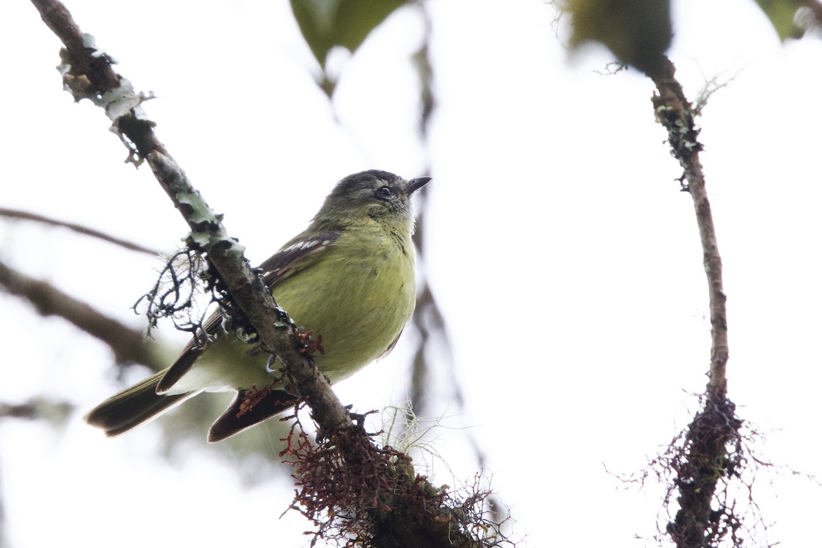 Black-capped Tyrannulet - ML635109042