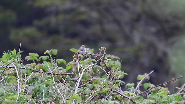 Gray Flycatcher - ML635109100