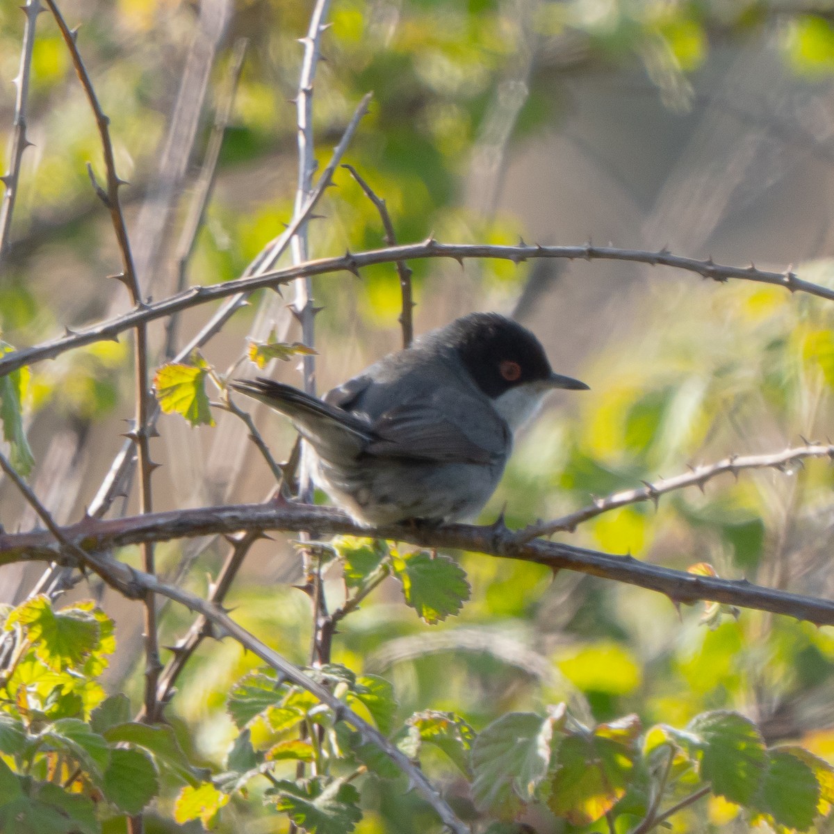 Sardinian Warbler - ML635109110