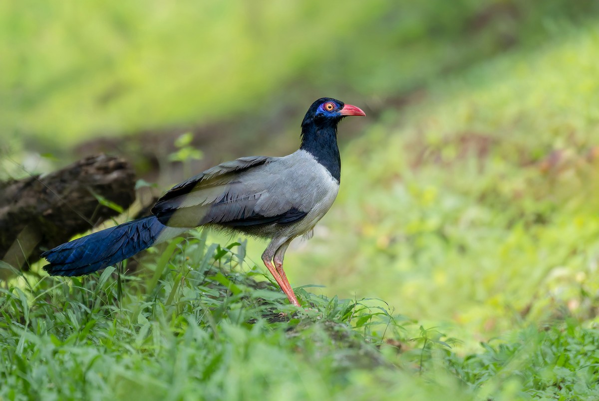 Coral-billed Ground-Cuckoo - ML635109133
