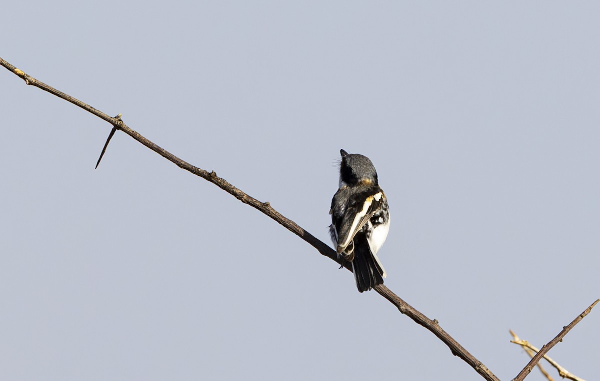 Pygmy Batis - ML635109156