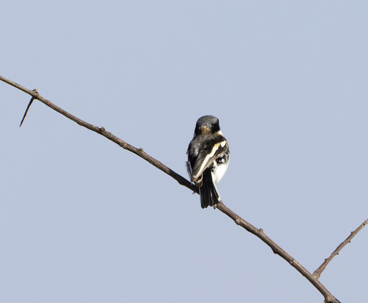 Pygmy Batis - ML635109157