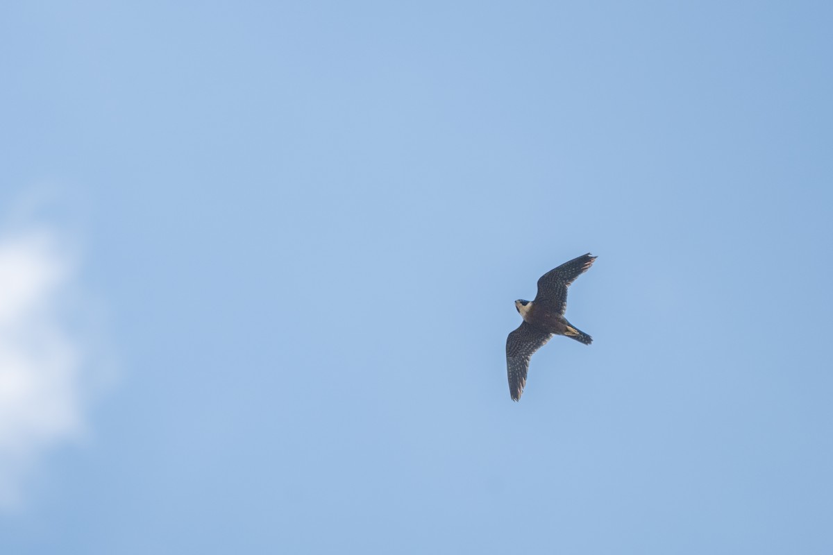 Malaienbaumfalke - ML635109198