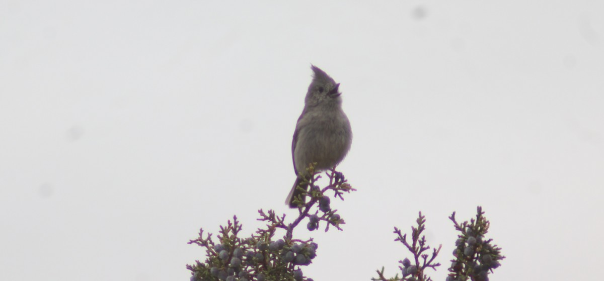 Juniper Titmouse - ML635109225