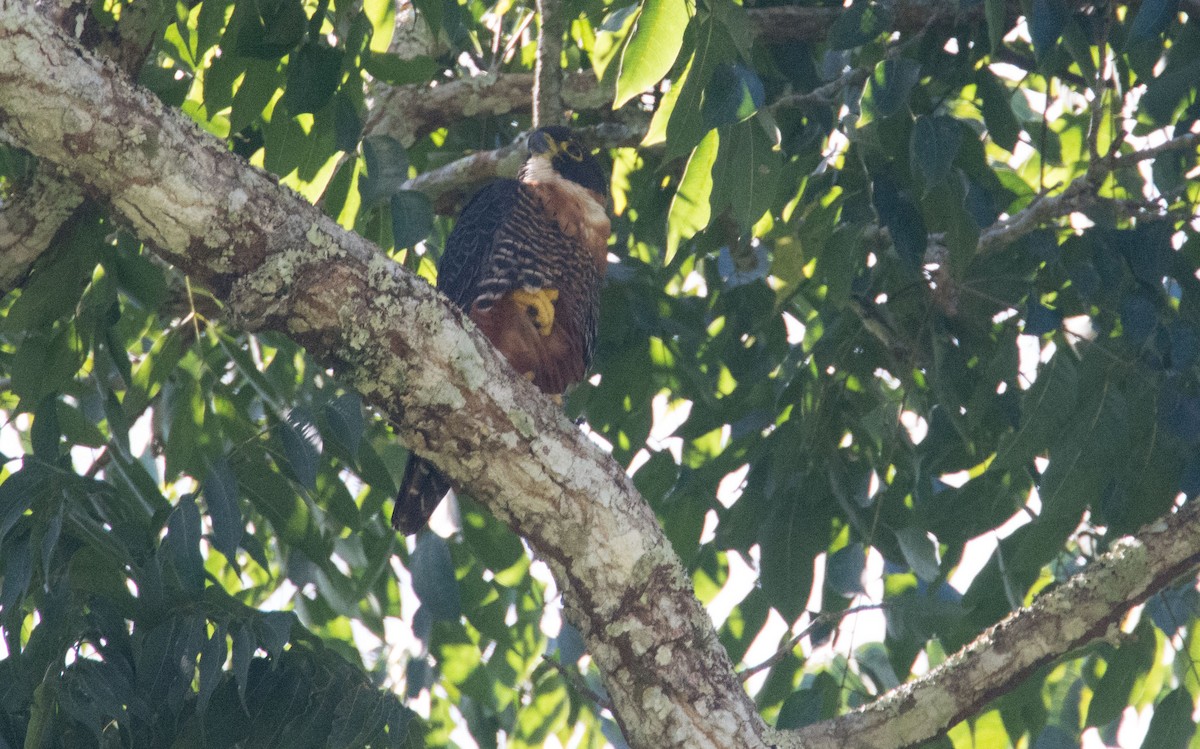 Orange-breasted Falcon - ML635109249