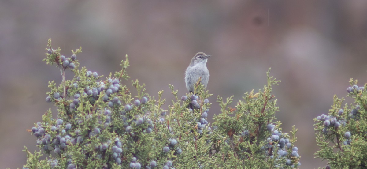 Bewick's Wren - ML635109257