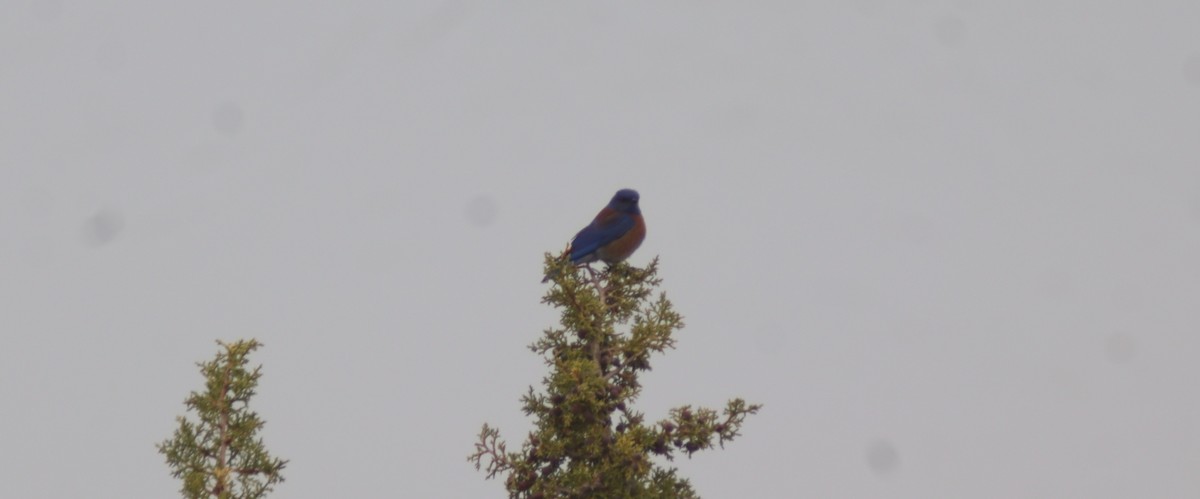 Western Bluebird - ML635109323