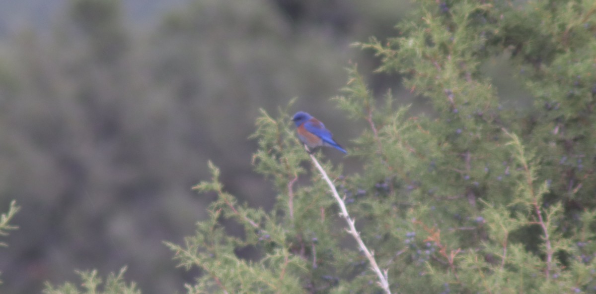 Western Bluebird - ML635109345