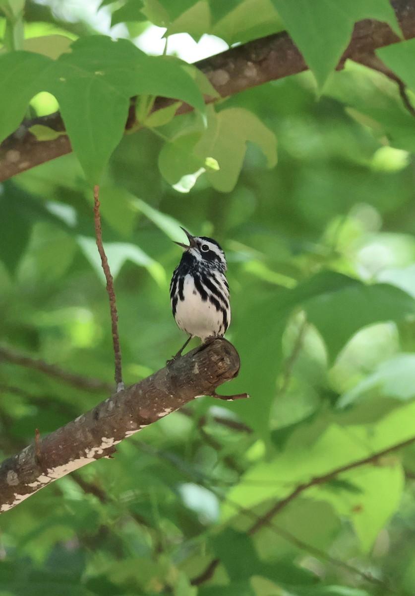 lesňáček černobílý - ML635109358