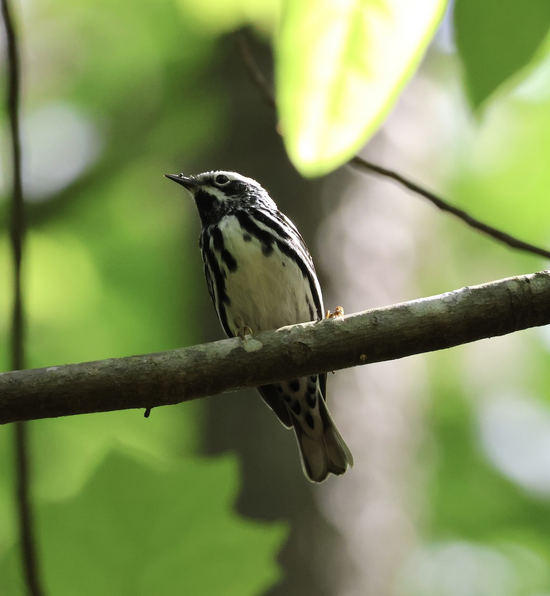 lesňáček černobílý - ML635109359