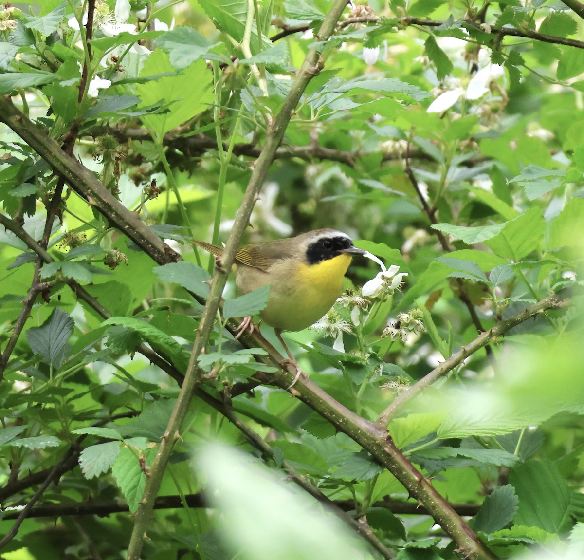 lesňáček žlutohrdlý - ML635109385