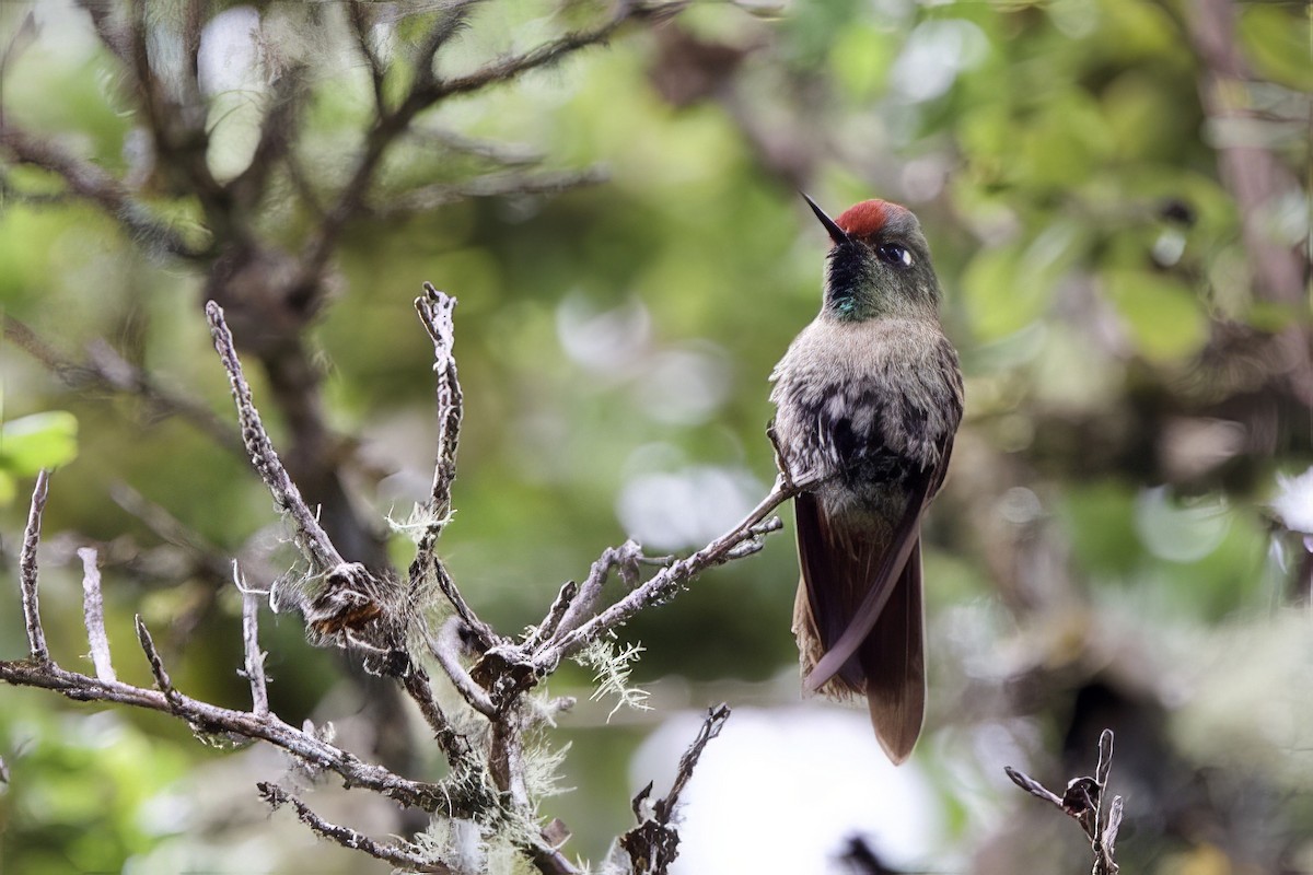 Rufous-capped Thornbill - ML635109401