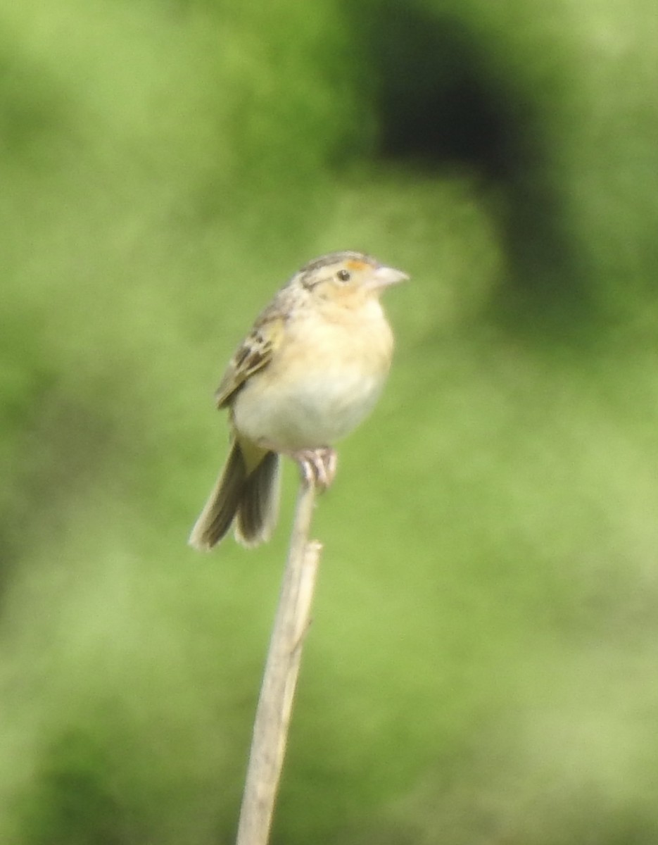 Grasshopper Sparrow - ML635109423