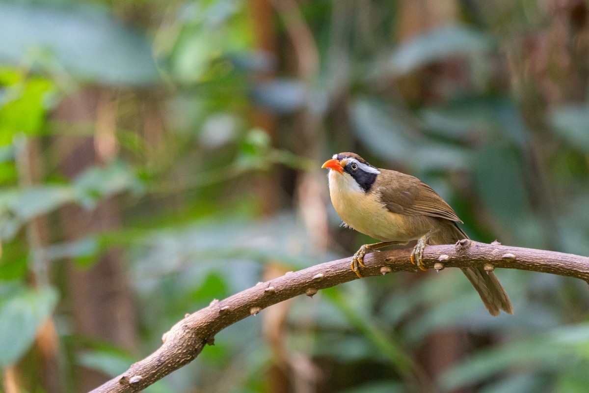 Brown-crowned Scimitar-Babbler - ML635109453