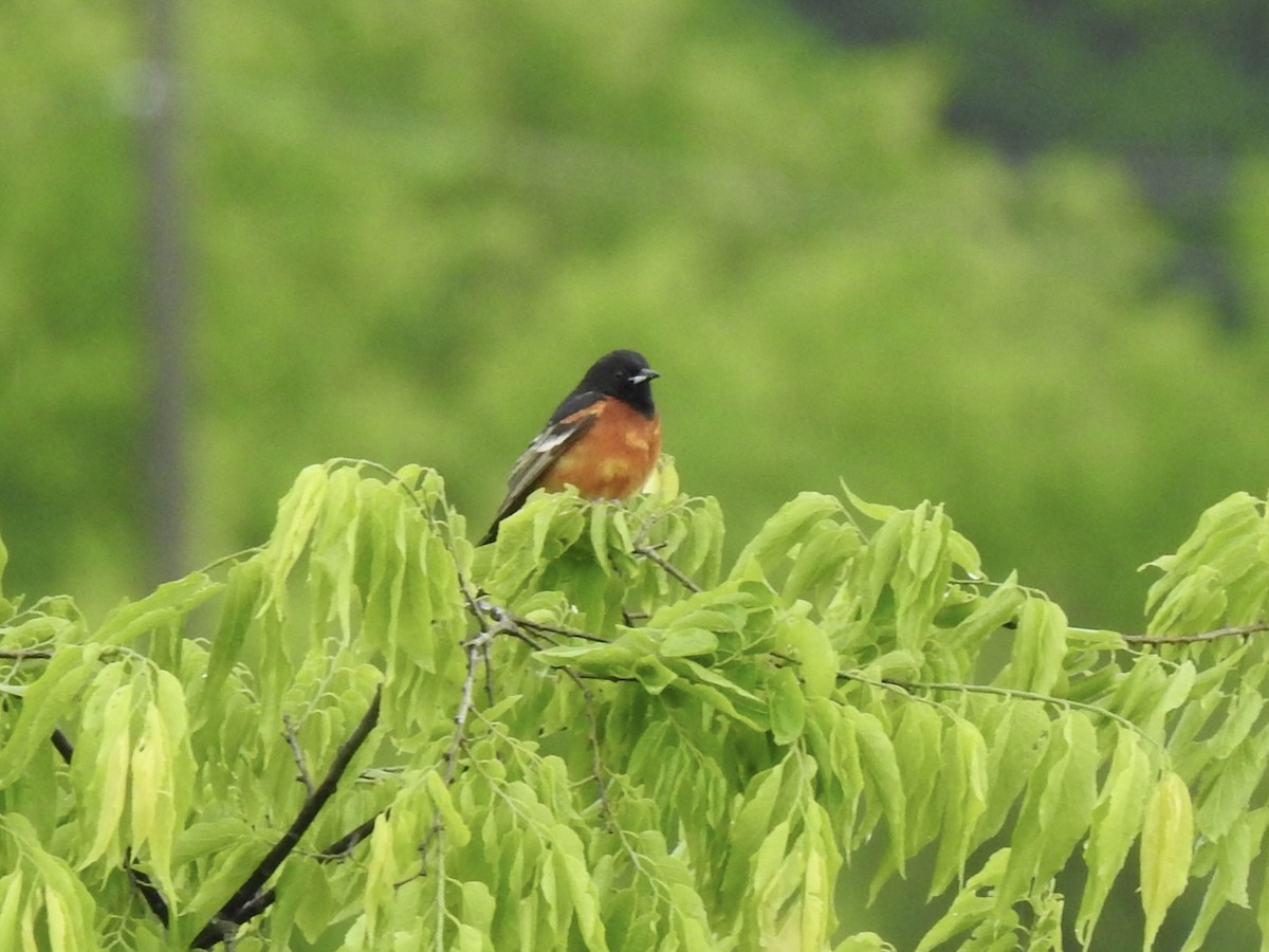 Orchard Oriole - ML635109500
