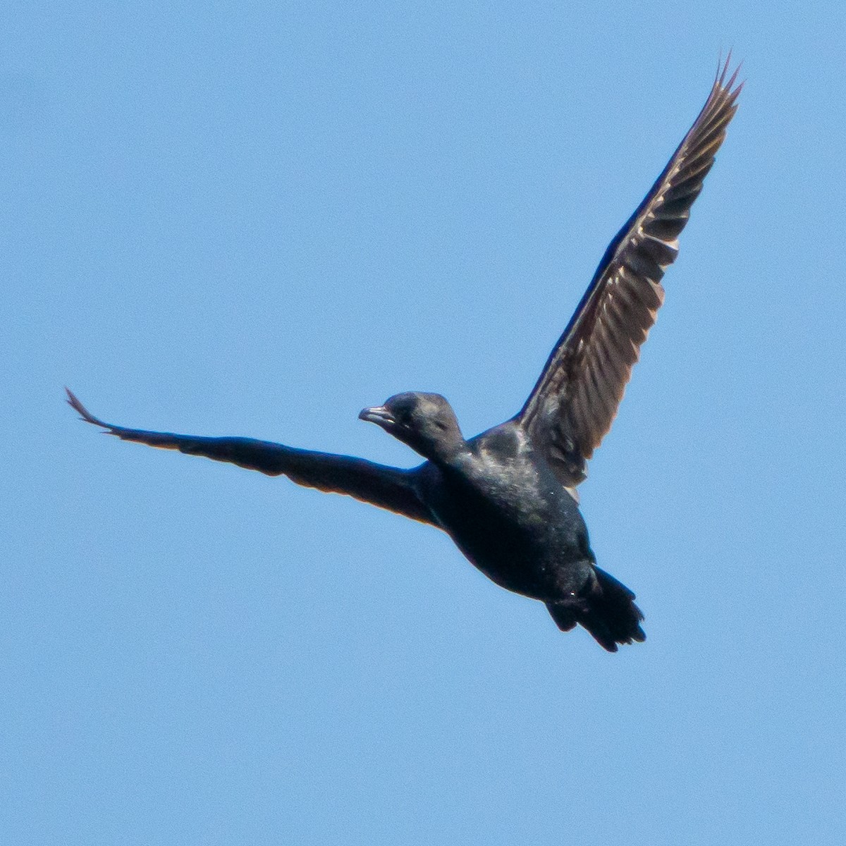 Pygmy Cormorant - ML635109578