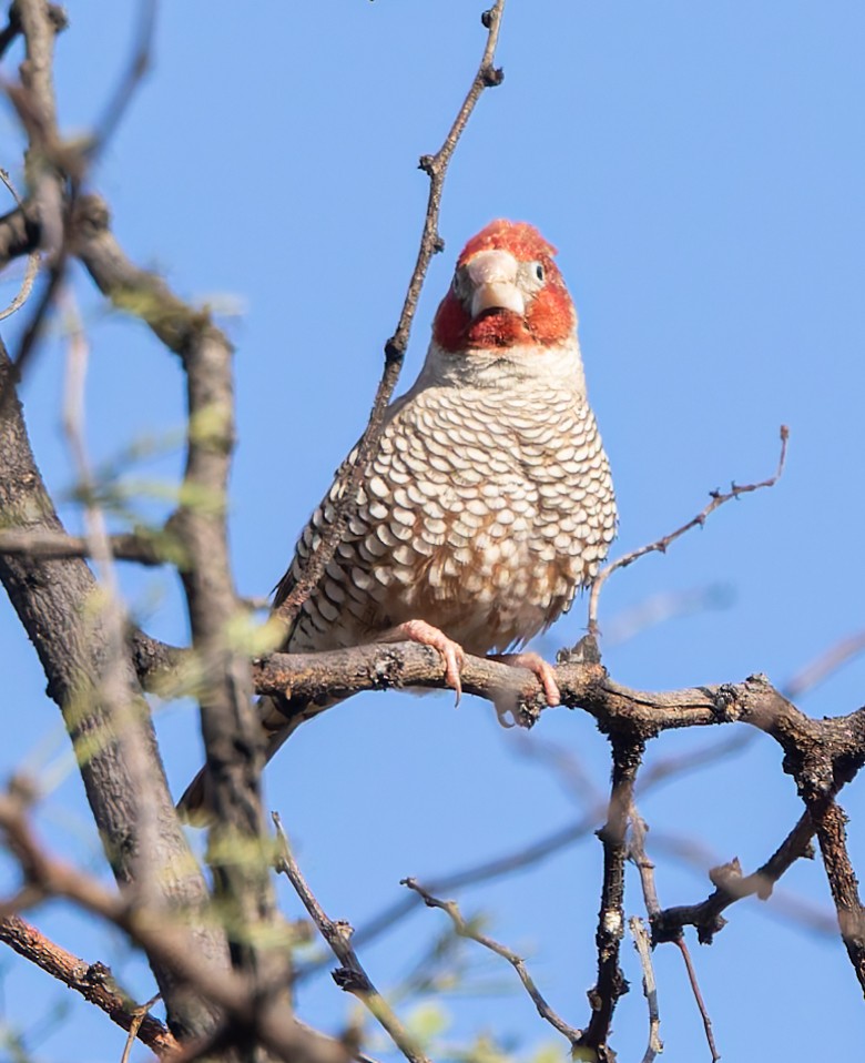 Red-headed Weaver - ML635109678