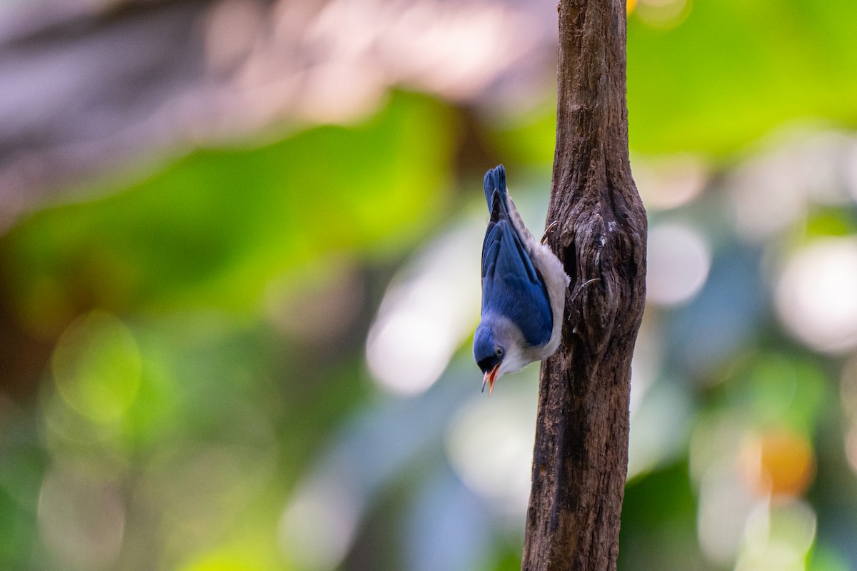 Velvet-fronted Nuthatch - ML635109686