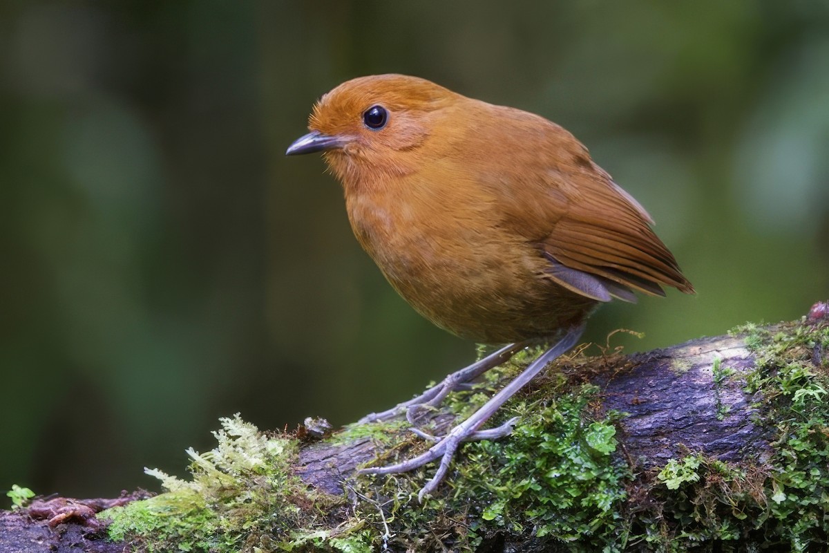 Chestnut Antpitta - ML635109706