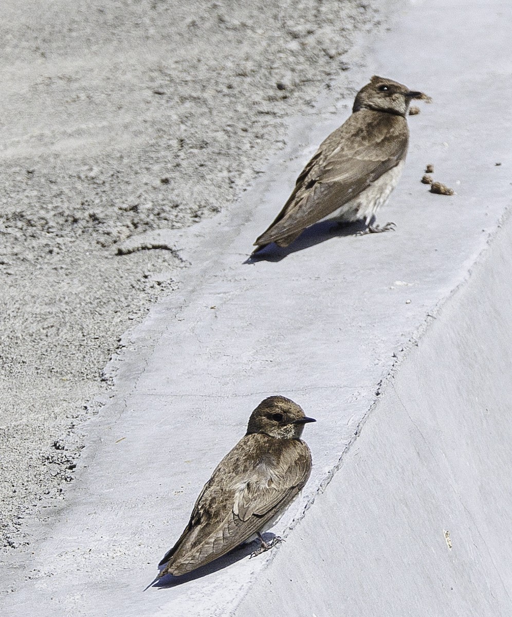 Northern Rough-winged Swallow - ML635109759