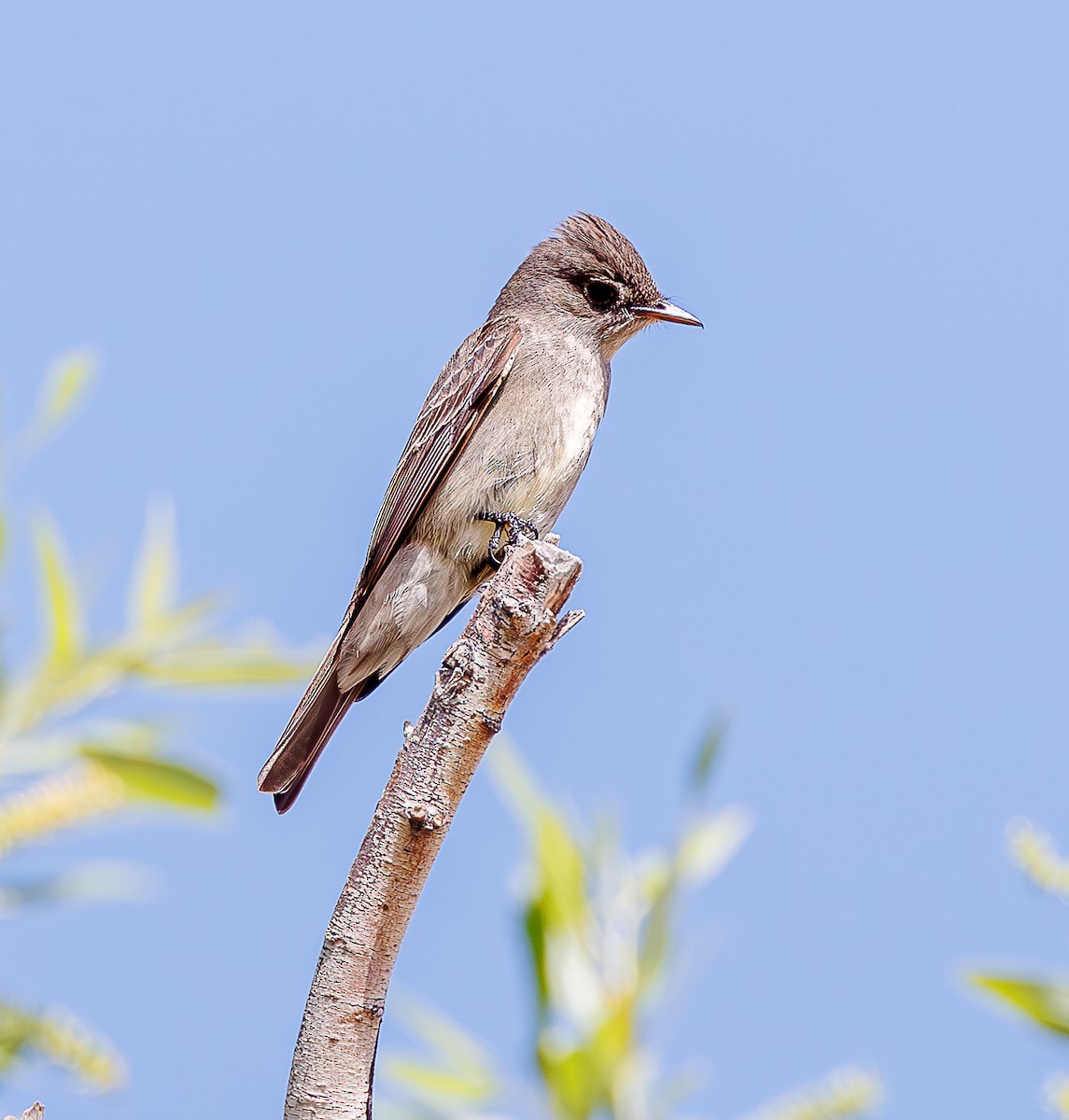 Western Wood-Pewee - ML635109786