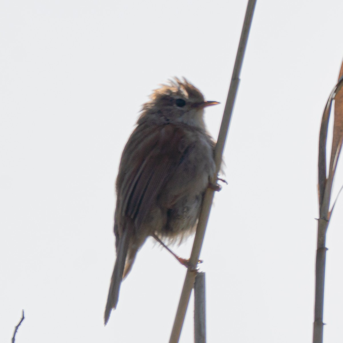 Cetti's Warbler - ML635110054