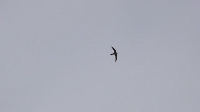 Plain Swift - ML635110084