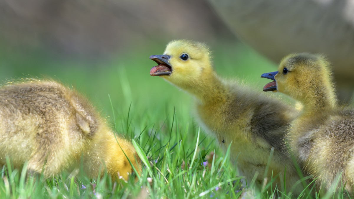 Canada Goose - ML635110100