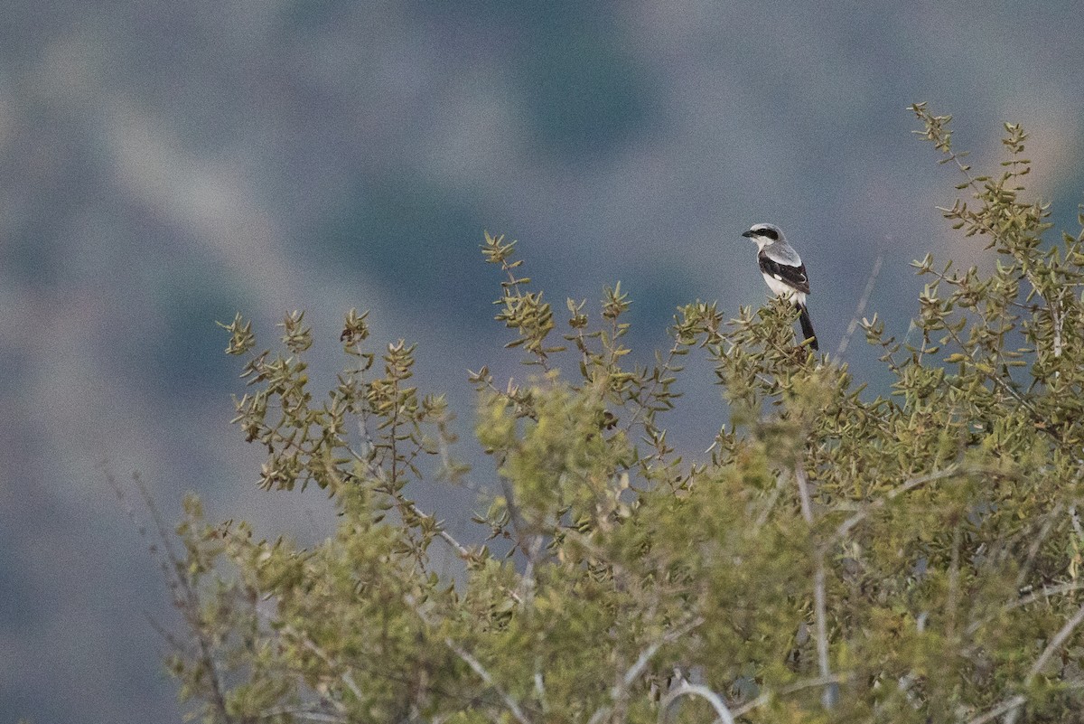 Loggerhead Shrike - ML63511011