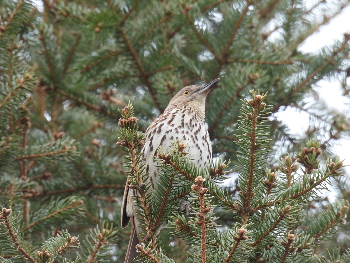 Brown Thrasher - ML635110133