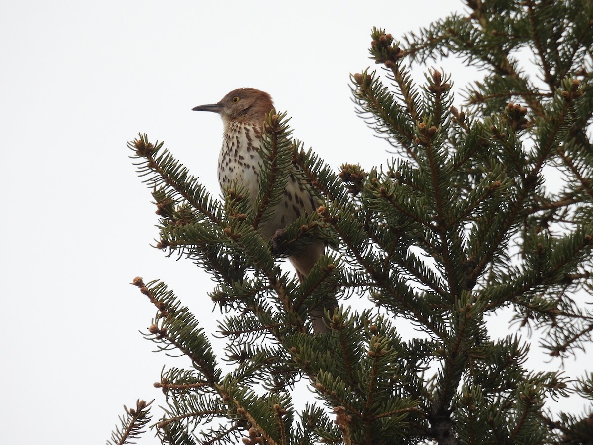 Brown Thrasher - ML635110134