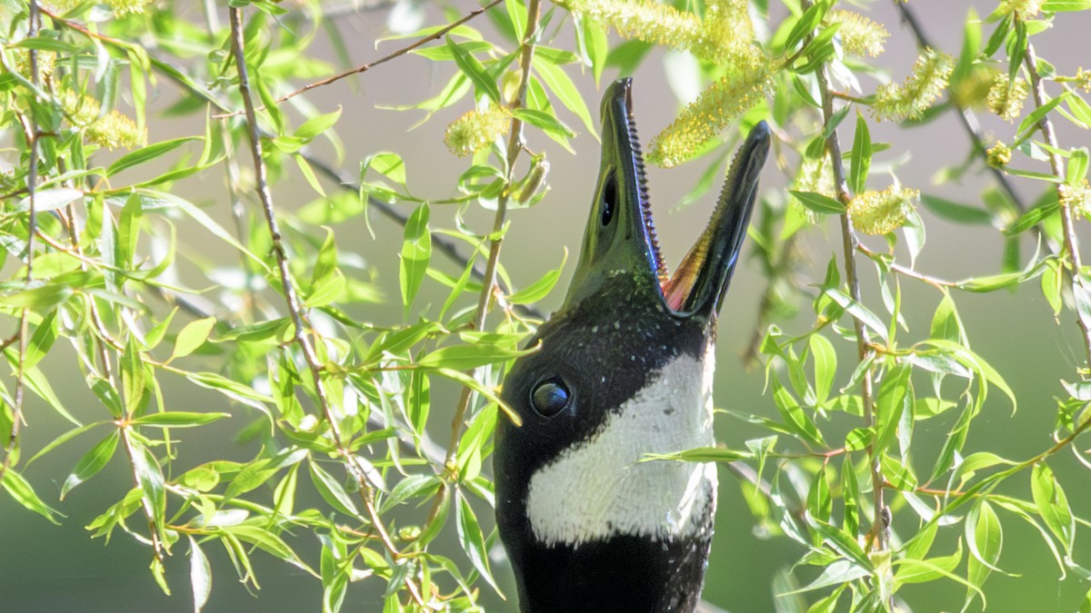Canada Goose - ML635110138