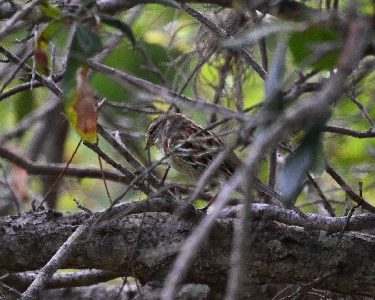 strnádka pokřovní - ML635110143