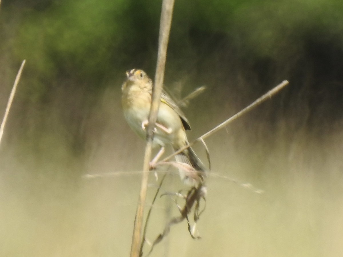 Grasshopper Sparrow - ML635110144