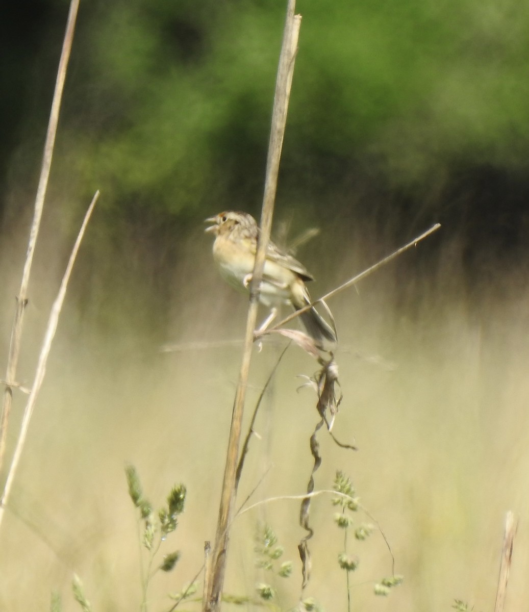 Grasshopper Sparrow - ML635110145