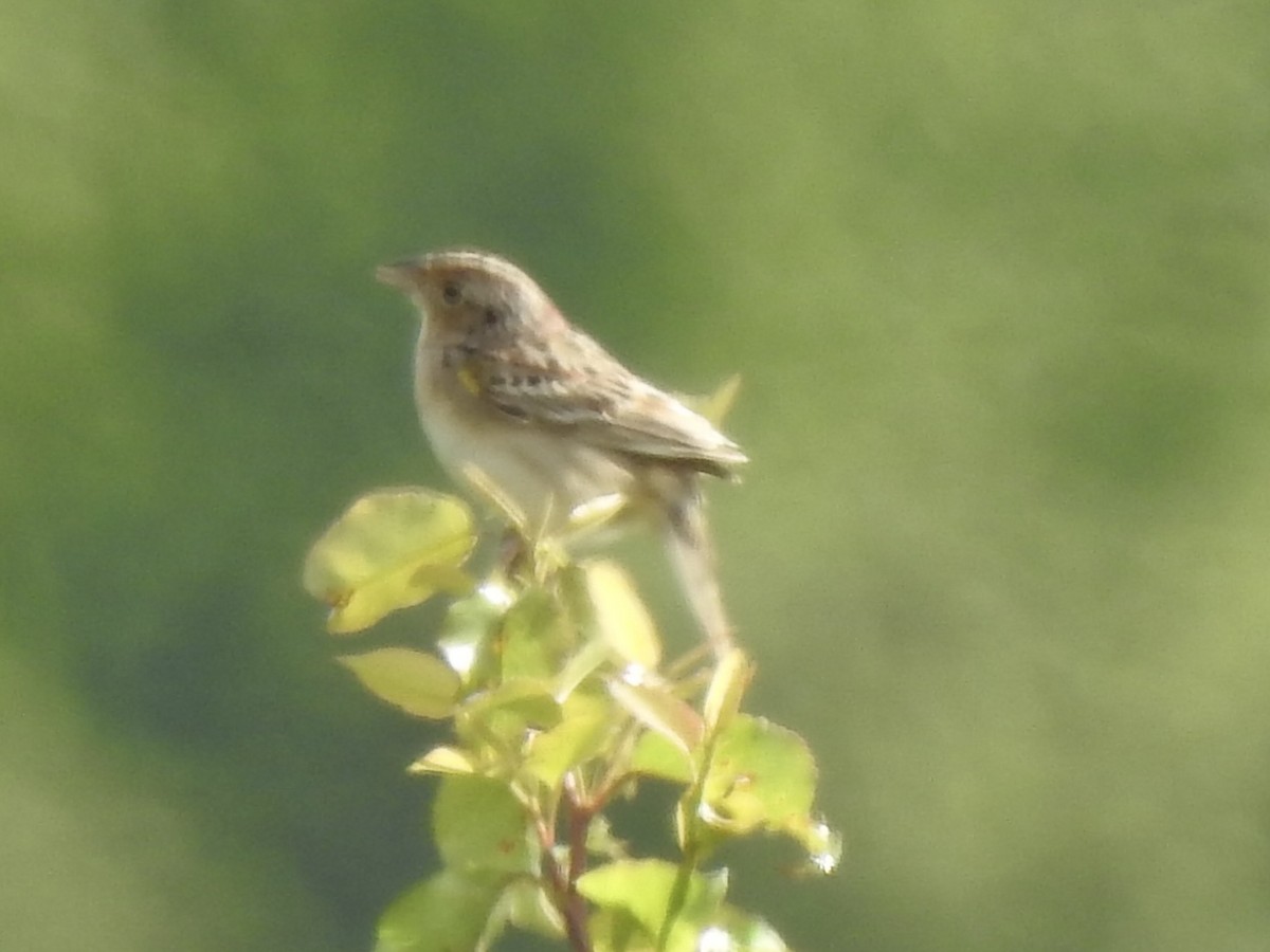 Grasshopper Sparrow - ML635110146